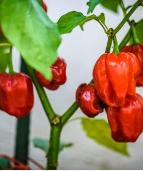 crveni habanero