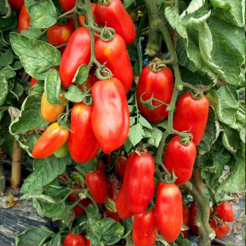 san marzano