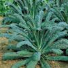 kelj nero di toscana