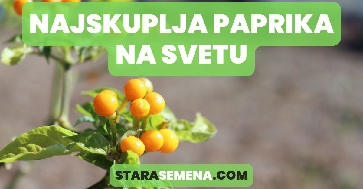 najskuplja paprika na svetu