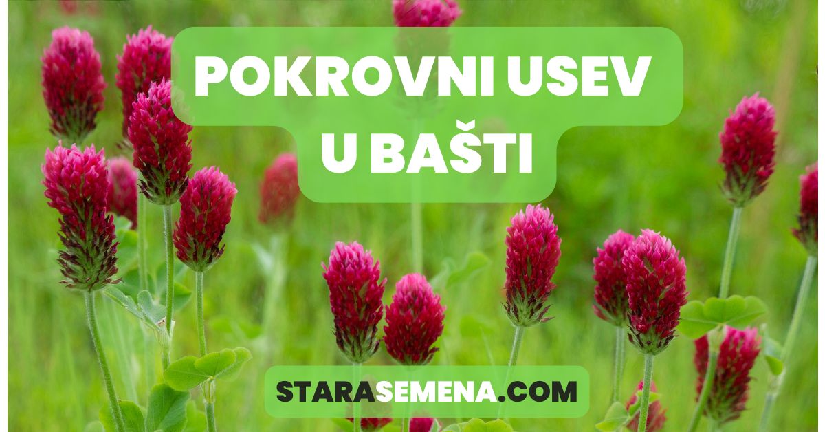 pokrovni usev