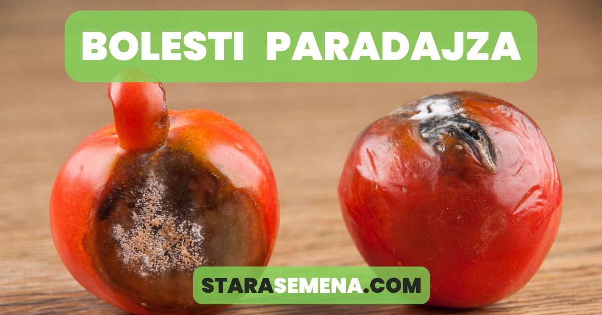 bolesti paradajza