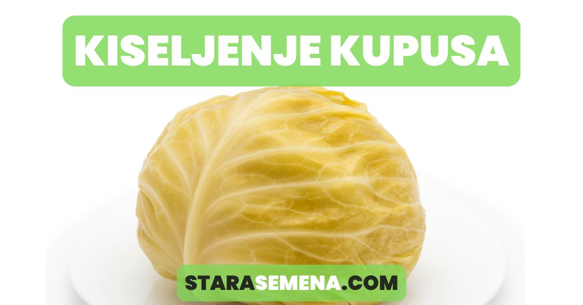 kiseljenje kupusa
