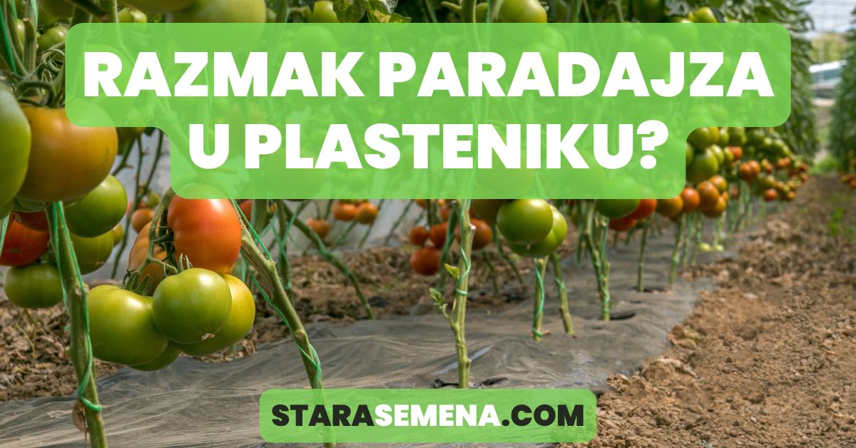 razmak paradajza u plasteniku
