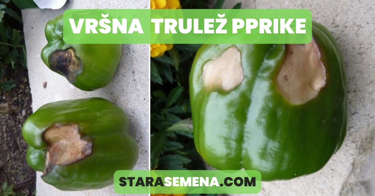 vršna trulež paprike