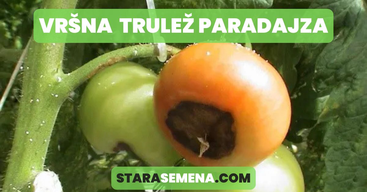 vršna trulež paradajza
