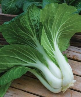 bok choy