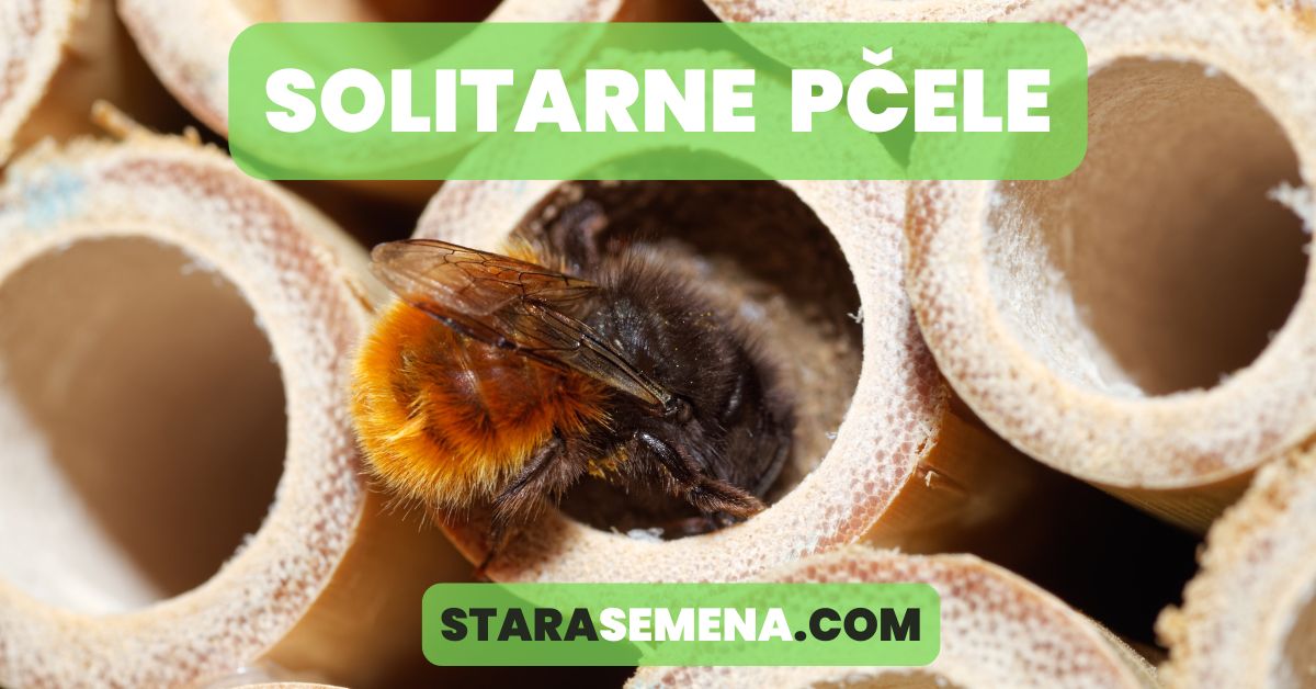 solitarne pčele