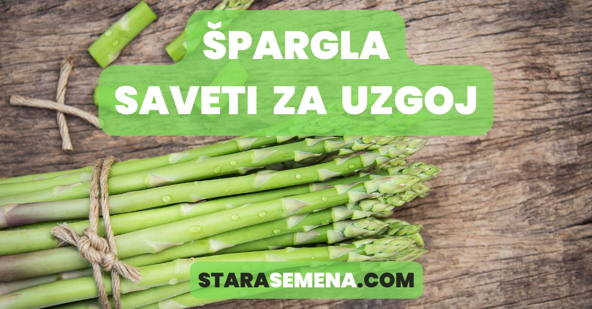 špargla saveti za uzgoj