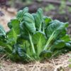 tatsoi