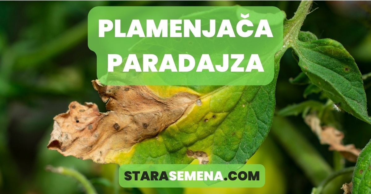 zaštita paradajza od plamenjače