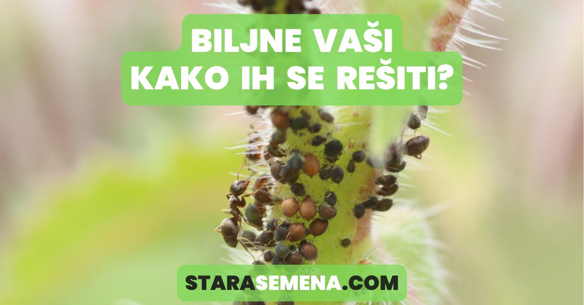 biljne vaši kako ih se rešiti
