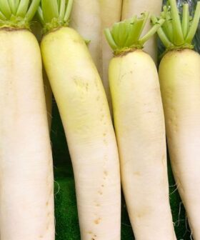 Daikon Rotkva