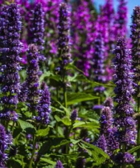 Nana Korejska – Agastache rugosa