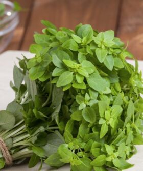 origano grcki zbunasti