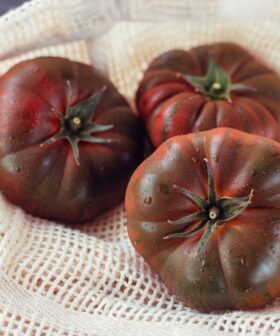 Purple Cherokee - Stara Sorta