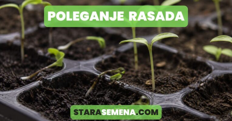 poleganje rasada