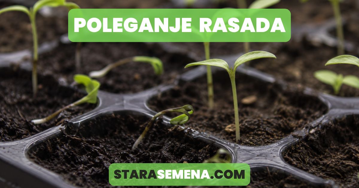 poleganje rasada