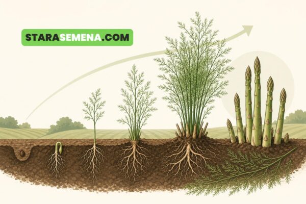 Špargla — od semena do prve berbe, godina po godina