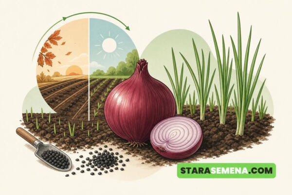 Ilustracija: crni luk iz semena, sa jesenjom i prolećnom setvom, semenom na lopatici, crvenom glavicom i mladim lukom