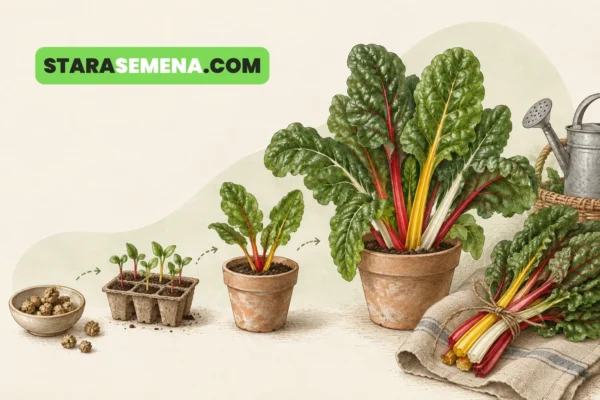 Blitva od semena do berbe: crvena, žuta i zelena blitva.