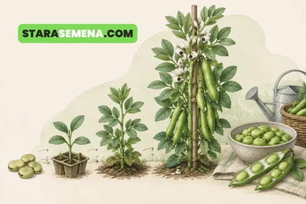 Bob od semena do berbe: seme, mlada biljka, bob u cvetu i mahune