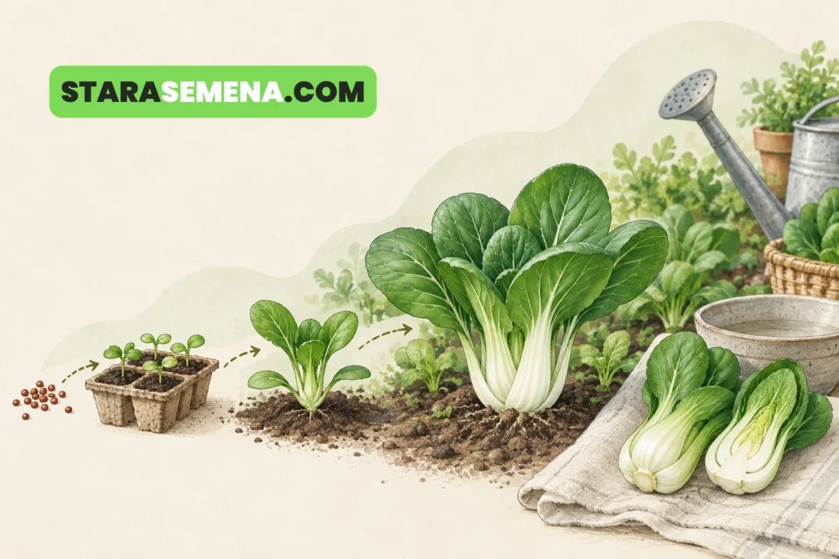 Bok choy (pak choi) od semena do berbe.