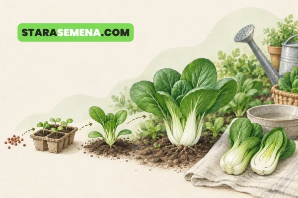 Bok choy (pak choi) od semena do berbe.