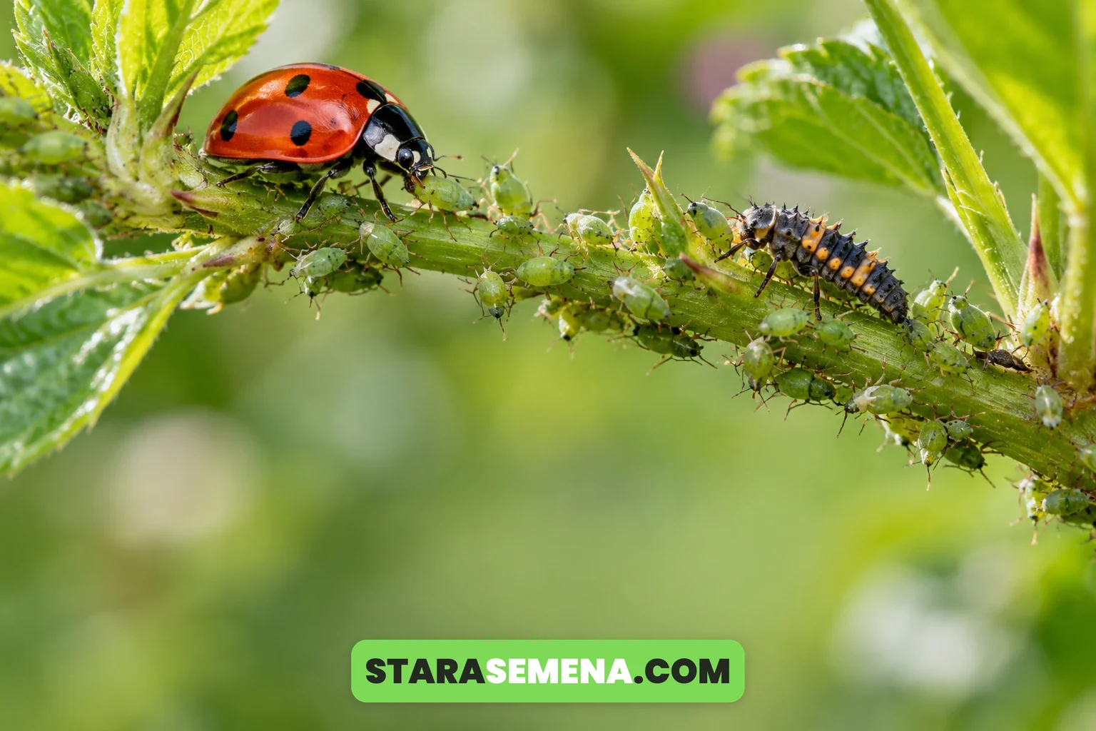 Bubamara i larva bubamare jedu koloniju zelenih biljnih vaši na stablu biljke