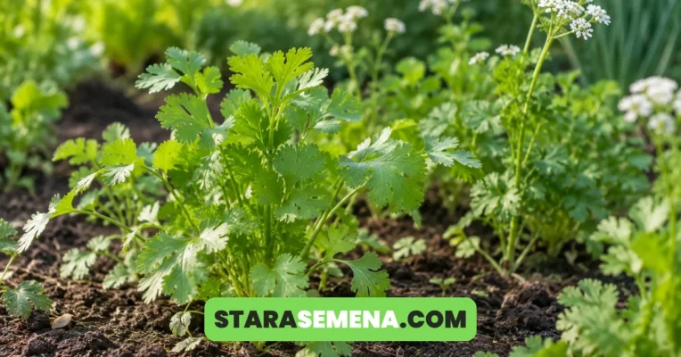 Mladi korijander u leji, svetlozeleni listovi slični peršunu, a iza njega biljke u cvetu