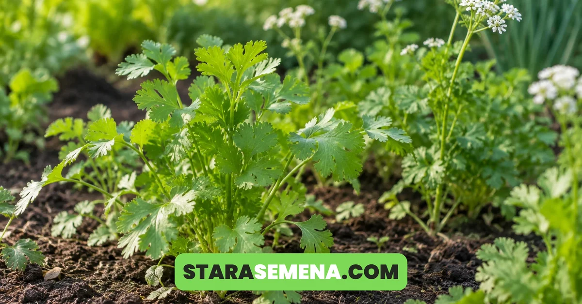 Mladi korijander u leji, svetlozeleni listovi slični peršunu, a iza njega biljke u cvetu