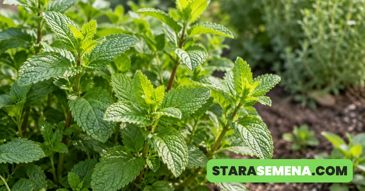 Bujna zelena nana u leji, svetlozeleni nazubljeni listovi na suncu