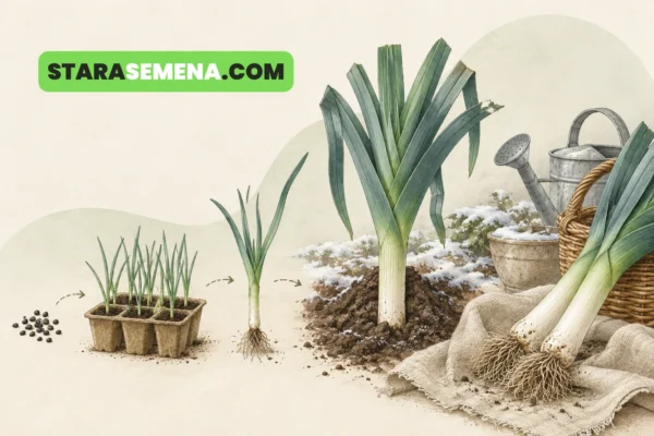 Praziluk od semena i rasada do zimske berbe
