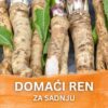 Reznice rena za sadnju