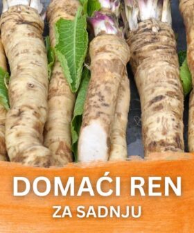 Reznice rena za sadnju