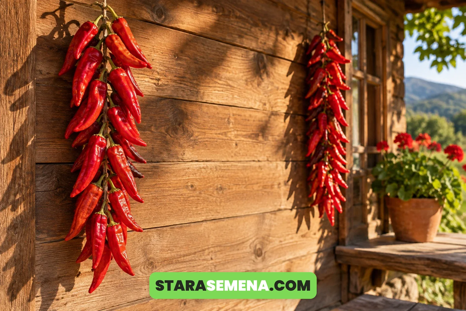 Venac crvenih paprika okačen da se suši na drvenom zidu seoske kuće